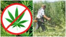 Памятка об ответственности за незаконное культивирование наркосодержащих растений