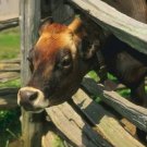 Утверждены новые ветеринарные правила содержания крупного рогатого скота. 