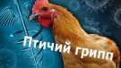 Профилактика гриппа птиц у домашней птицы