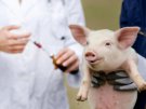 Памятка населению Свердловской области по профилактике заболевания африканской чумой свиней