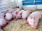 Памятка населения - Африканская чума свиней